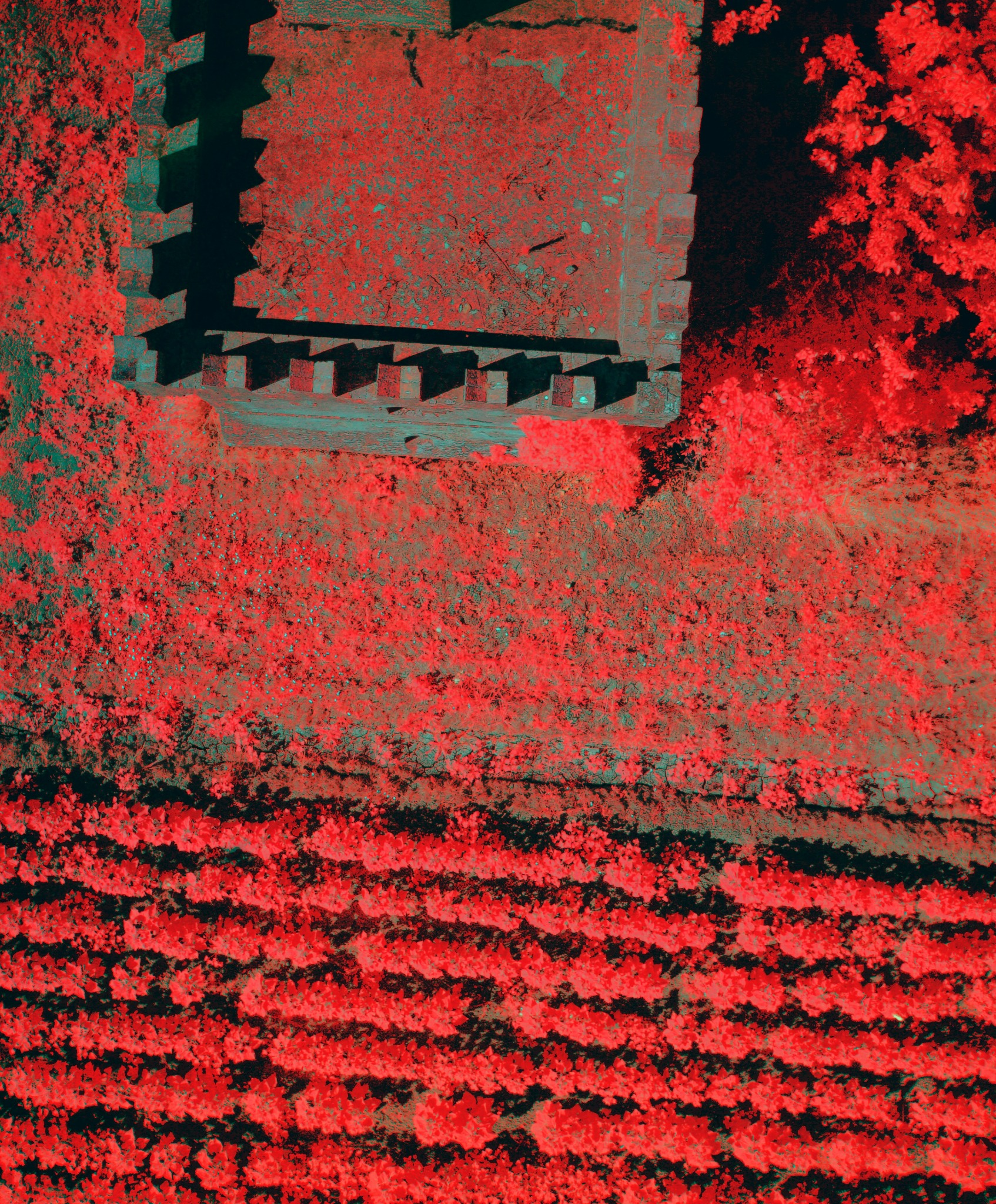 Near-infrared vegetation rendering of the same cultivated area