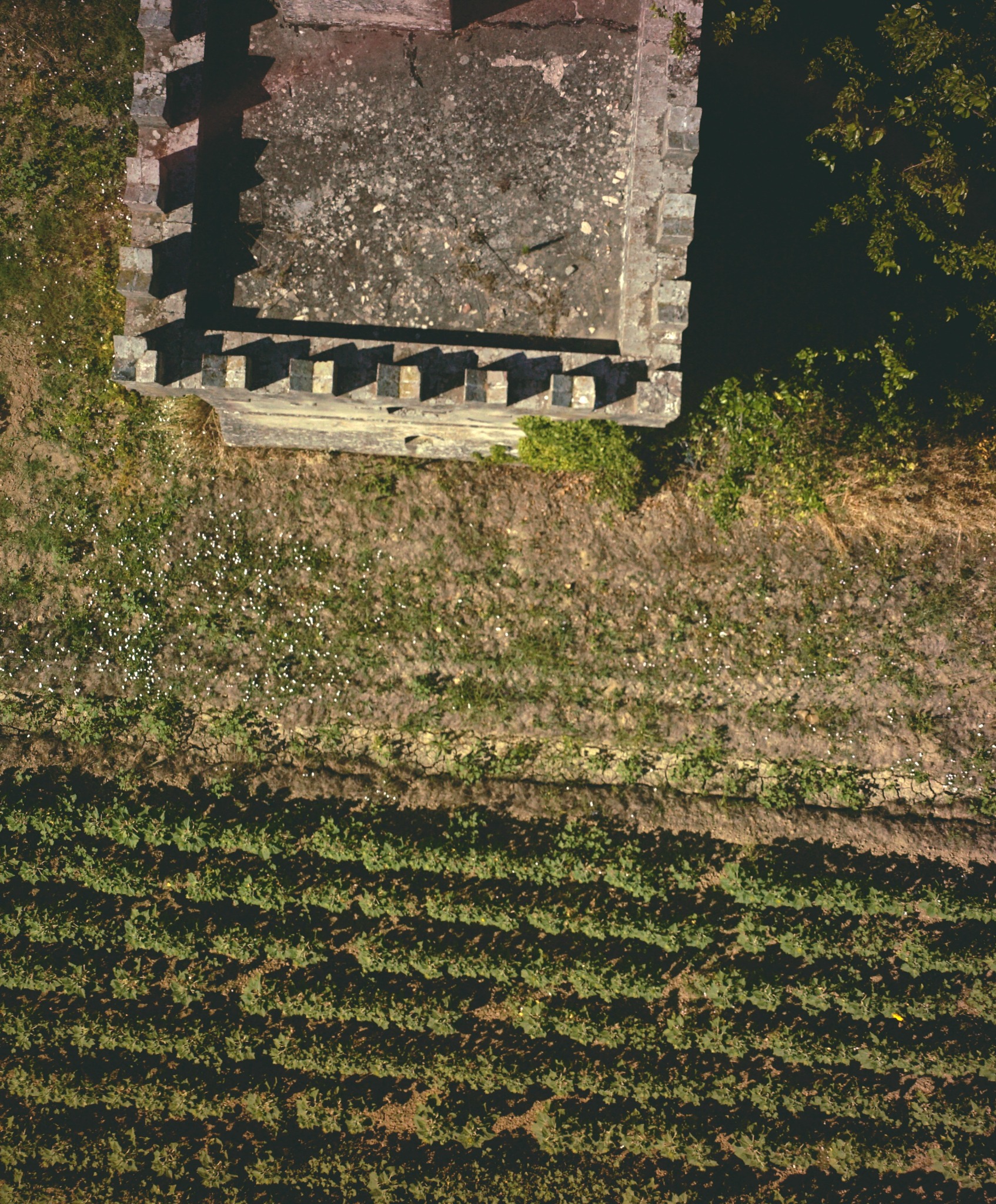 Visible-light aerial image of cultivated rows